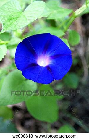 A blue Morning Glory flower View Large Photo Image Stock Image - A blue Morning Glory flower. Fotosearch