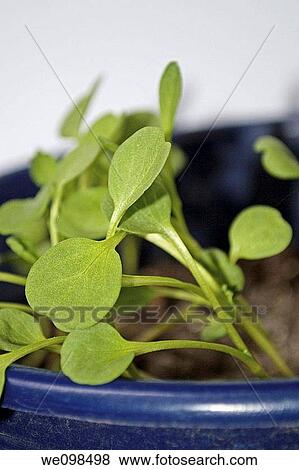 Stock Photo - A blue pot of Convolvulvus sprouts. Fotosearch