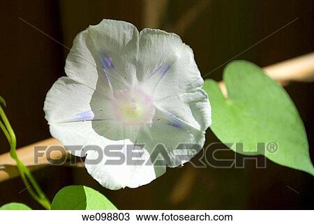 A blue star Morning Glory shining in the light View Large Photo Image Stock Image - A blue star Morning Glory shining in the light. Fotosearch