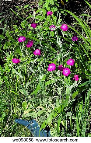 A blue watering can full of pink Rose Campion blooms View Large Photo Image Stock Photo - A blue watering can full of pink Rose Campion blooms. Fotosearch