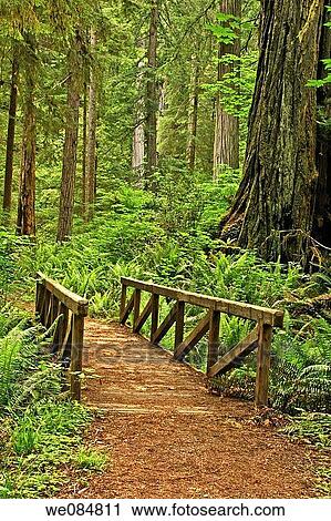 A bridge in Prairie Creek Redwoods State Park, Califonria View Large Photo Image Stock Image - A bridge in Prairie Creek Redwoods State Park, Califonria. Fotosearch