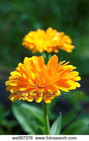 A bright orange Calendula or Pot Marigold View Large Photo Image Stock Photograph - A bright orange Calendula or Pot Marigold. Fotosearch