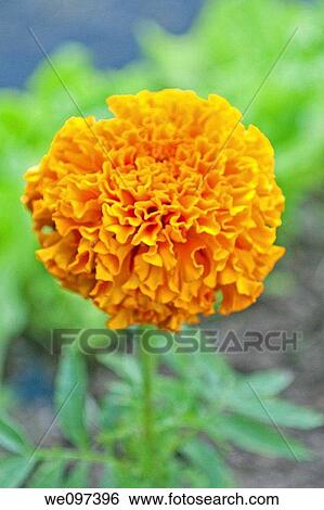 A bright orange Marigold in a garden next to rows of lettuce View Large Photo Image Stock Photograph - A bright orange Marigold in a garden next to rows of lettuce. Fotosearch