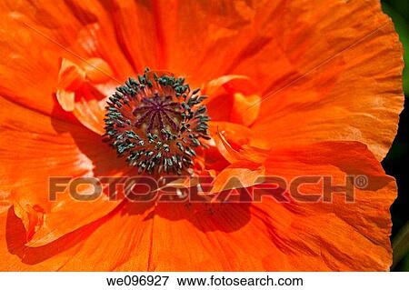 A bright orange poppy with ribbon like center petals View Large Photo Image Stock Photo - A bright orange poppy with ribbon like center petals. Fotosearch