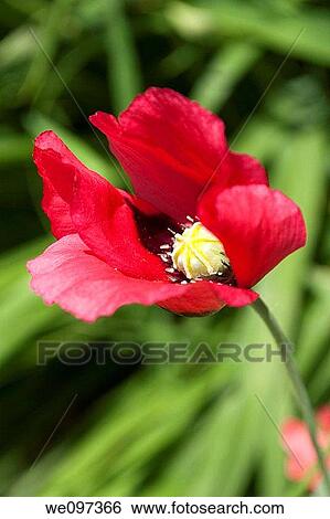 A bright pink annual poppy waving in the garden View Large Photo Image Stock Photograph - A bright pink annual poppy waving in the garden. Fotosearch