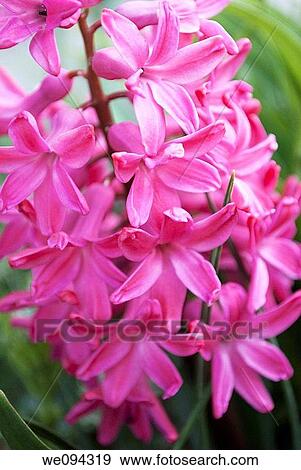 A bright pink hyacinth in full bloom on a spring day in Ohio View Large Photo Image Stock Photo - A bright pink hyacinth in full bloom on a spring day in Ohio. Fotosearch