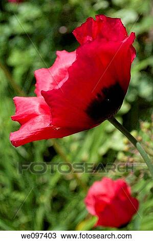 A bright pink poppy with a black base View Large Photo Image Stock Image - A bright pink poppy with a black base. Fotosearch