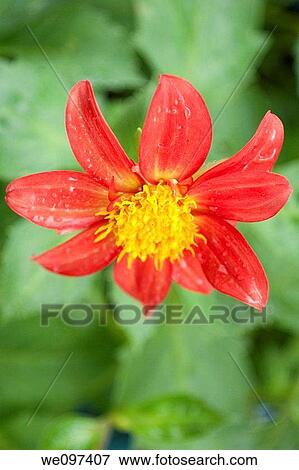 A bright red Dahlia covered in raindrops View Large Photo Image Stock Photo - A bright red Dahlia covered in raindrops. Fotosearch