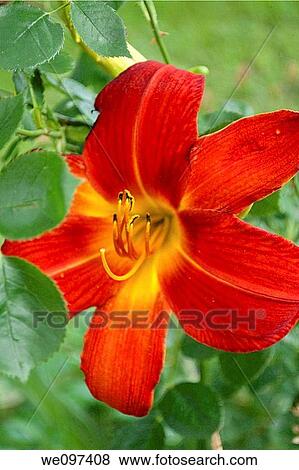 A bright red daylily blooming in the garden View Large Photo Image Stock Photo - A bright red daylily blooming in the garden. Fotosearch