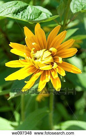 A bright yellow and gold doubled Rudbeckia View Large Photo Image Stock Photo - A bright yellow and gold doubled Rudbeckia. Fotosearch