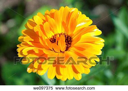 A bright yellow and orange Calendula View Large Photo Image Stock Photography - A bright yellow and orange Calendula. Fotosearch