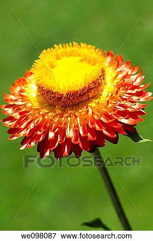 A bright yellow and red strawflower in the sun View Large Photo Image Stock Photo - A bright yellow and red strawflower in the sun. Fotosearch