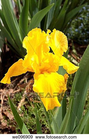 Stock Photo - A bright yellow Iris full of buttery tones. Fotosearch