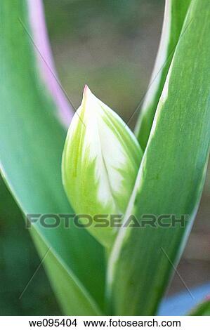 A budding white tulip brushed with green among it's white edged leaves View Large Photo Image Picture - A budding white tulip brushed with green among it's white edged leaves. Fotosearch
