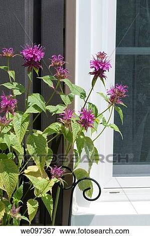 Stock Photo - A bunch of bright pink Monarda blooming outside a window. Fotosearch