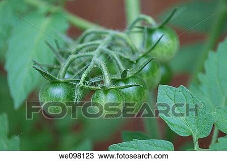A bunch of cherry tomatoes ripening on the vine View Large Photo Image Stock Image - A bunch of cherry tomatoes ripening on the vine. Fotosearch