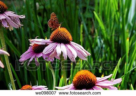 A butterfly visiting a Purple Coneflower View Large Photo Image Stock Photo - A butterfly visiting a Purple Coneflower. Fotosearch