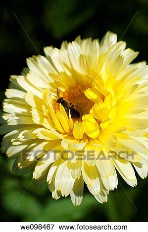A buttery yellow multi petalled Calendula with a visiting bee View Large Photo Image Stock Photo - A buttery yellow multi petalled Calendula with a visiting bee. Fotosearch