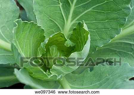 A cabbage plant in the garden beginning to form it's head View Large Photo Image Stock Photograph - A cabbage plant in the garden beginning to form it's head. Fotosearch