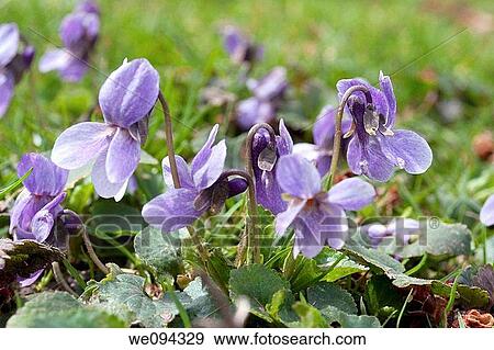 A close up of a native wild violet in light shades of purple View Large Photo Image Stock Photo - A close up of a native wild violet in light shades of purple. Fotosearch
