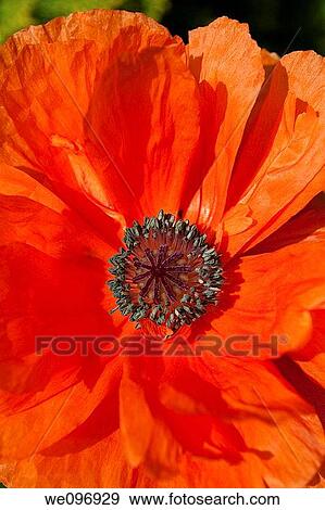 A close up of an enormous orange oriental poppy View Large Photo Image Stock Photo - A close up of an enormous orange oriental poppy. Fotosearch