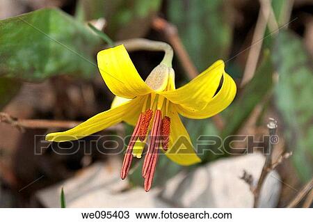 A close up of Ohio's native trout lily blooming View Large Photo Image Stock Image - A close up of Ohio's native trout lily blooming. Fotosearch