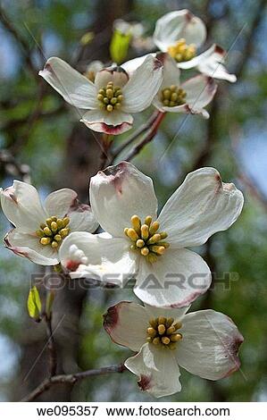 Stock Photo - A close up of some white dogwood blossoms. Fotosearch