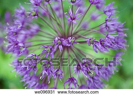 Stock Image - A close up of the blossoms of a globe allium. Fotosearch
