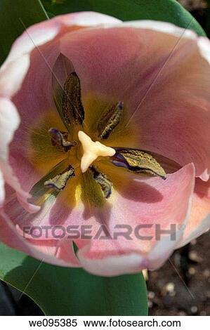 A close up of the inside of a pink tulip View Large Photo Image Stock Photography - A close up of the inside of a pink tulip. Fotosearch