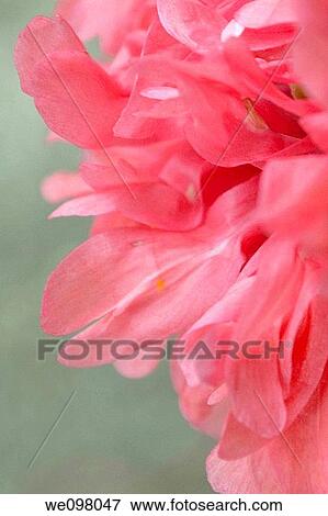 A close up of the many petals of an annual Poppy View Large Photo Image Stock Photo - A close up of the many petals of an annual Poppy. Fotosearch