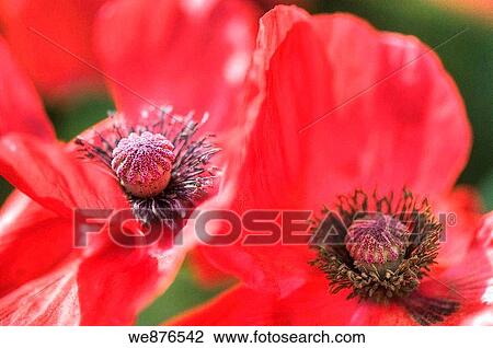 A Close-up of Two Red Shirley Poppies View Large Photo Image Stock Image - A Close-up of Two Red Shirley Poppies. Fotosearch