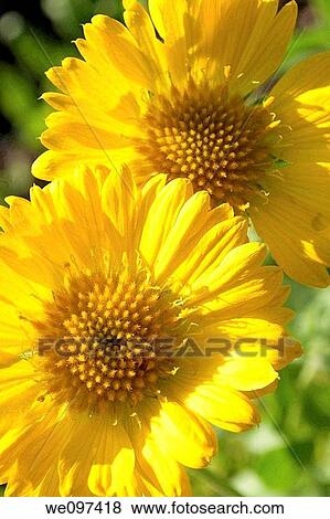 Stock Photo - A close up of two yellow Gaillardias. Fotosearch