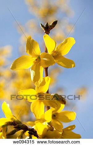 A close up shot of blooming forsythias against a background of yellow blossoms and blue sky View Large Photo Image Stock Photography - A close up shot of blooming forsythias against a background of yellow blossoms and blue sky. Fotosearch