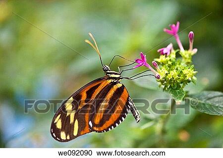 A close up view of a beautiful butterfly View Large Photo Image Stock Image - A close up view of a beautiful butterfly. Fotosearch