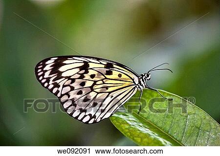 A close up view of a beautiful butterfly View Large Photo Image Stock Image - A close up view of a beautiful butterfly. Fotosearch