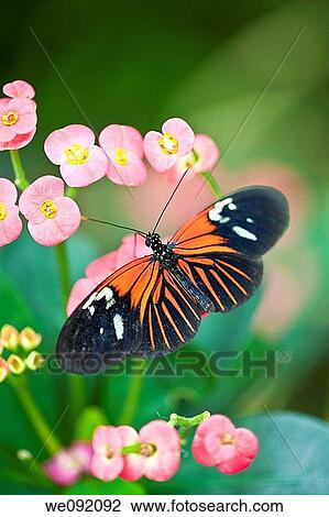 A close up view of a beautiful butterfly View Large Photo Image Stock Image - A close up view of a beautiful butterfly. Fotosearch