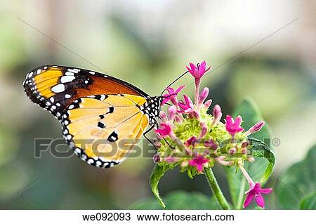 A close up view of a beautiful butterfly View Large Photo Image Stock Image - A close up view of a beautiful butterfly. Fotosearch