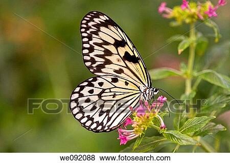 A close up view of a beautiful butterfly View Large Photo Image Stock Photo - A close up view of a beautiful butterfly. Fotosearch