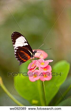 Stock Photo - A close up view of a beautiful butterfly. Fotosearch