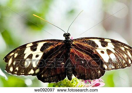 A close up view of a beautiful butterfly View Large Photo Image Stock Photo - A close up view of a beautiful butterfly. Fotosearch