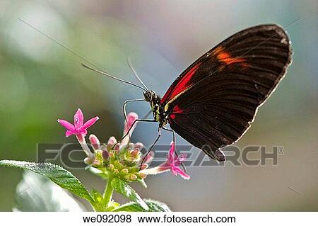 A close up view of a beautiful butterfly View Large Photo Image Stock Photo - A close up view of a beautiful butterfly. Fotosearch