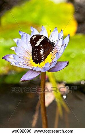 A close up view of a beautiful butterfly View Large Photo Image Stock Photograph - A close up view of a beautiful butterfly. Fotosearch
