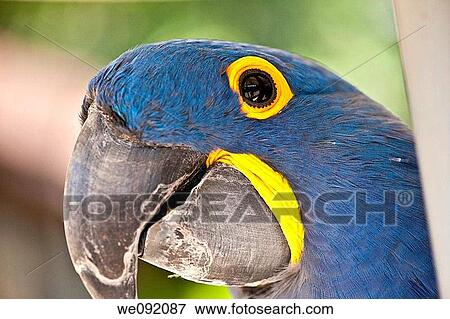 A close up view of a beautiful macaw View Large Photo Image Stock Photo - A close up view of a beautiful macaw. Fotosearch
