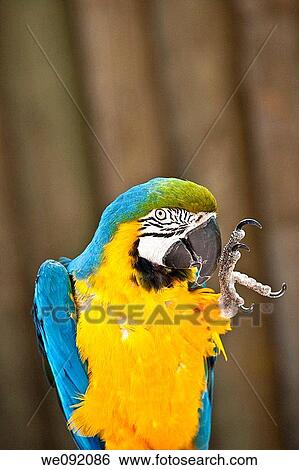 A close up view of a beautiful macaw View Large Photo Image Stock Photograph - A close up view of a beautiful macaw. Fotosearch