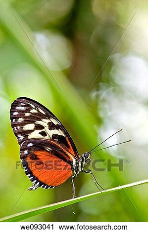 Stock Image - A close up view of a beautiful butterfly resting on a leaf. Fotosearch