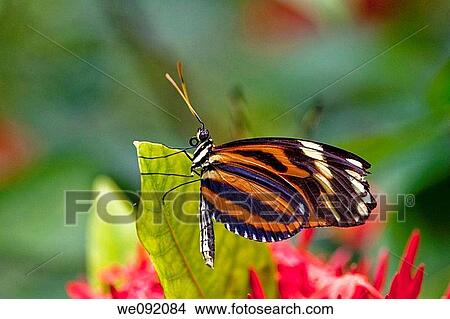 A close up view of a butterfly View Large Photo Image Picture - A close up view of a butterfly. Fotosearch
