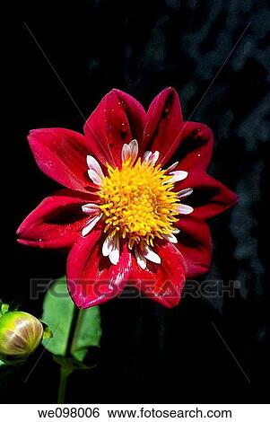 A Collerette Dahlia covered in droplets View Large Photo Image Stock Photograph - A Collerette Dahlia covered in droplets. Fotosearch
