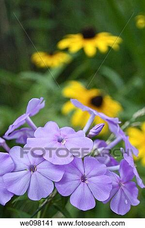 A combination of wild purple Phlox and Black Eyed Susans View Large Photo Image Stock Image - A combination of wild purple Phlox and Black Eyed Susans. Fotosearch