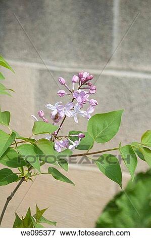 A common lilac beginning to bloom in front of a cinderblock wall View Large Photo Image Stock Photo - A common lilac beginning to bloom in front of a cinderblock wall. Fotosearch