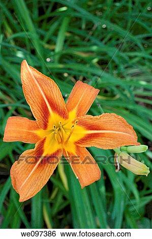 A common orange daylily found in ditches in the country View Large Photo Image Stock Photograph - A common orange daylily found in ditches in the country. Fotosearch